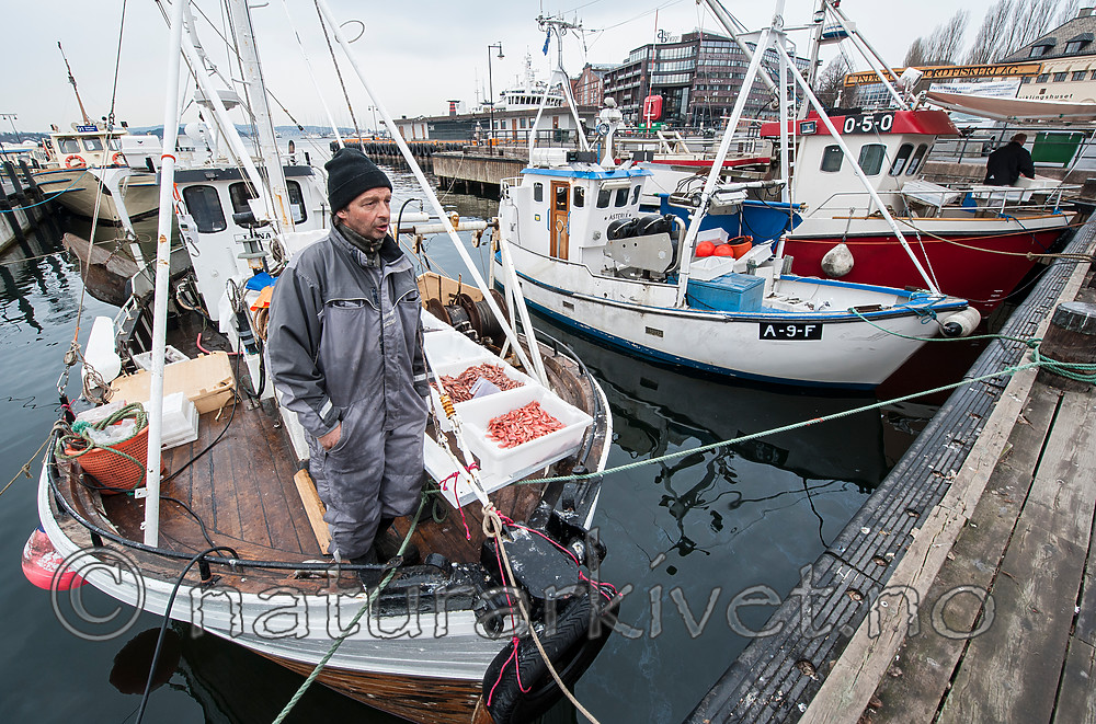 BB 13 0052 / Pandalus borealis / Dypvannsreke