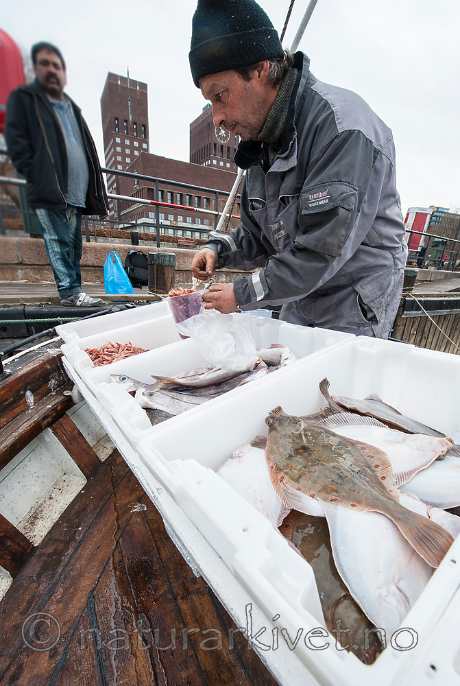 BB 13 0053 / Pandalus borealis / Dypvannsreke <br /> Pleuronectes platessa / Rødspette