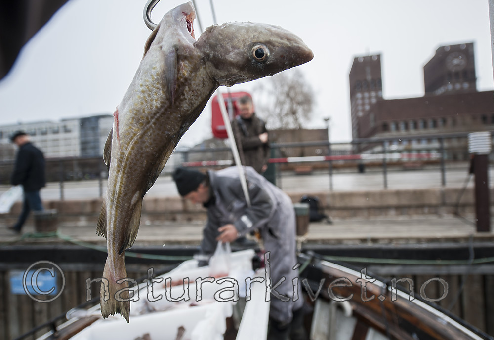 BB 13 0055 / Gadus morhua / Torsk