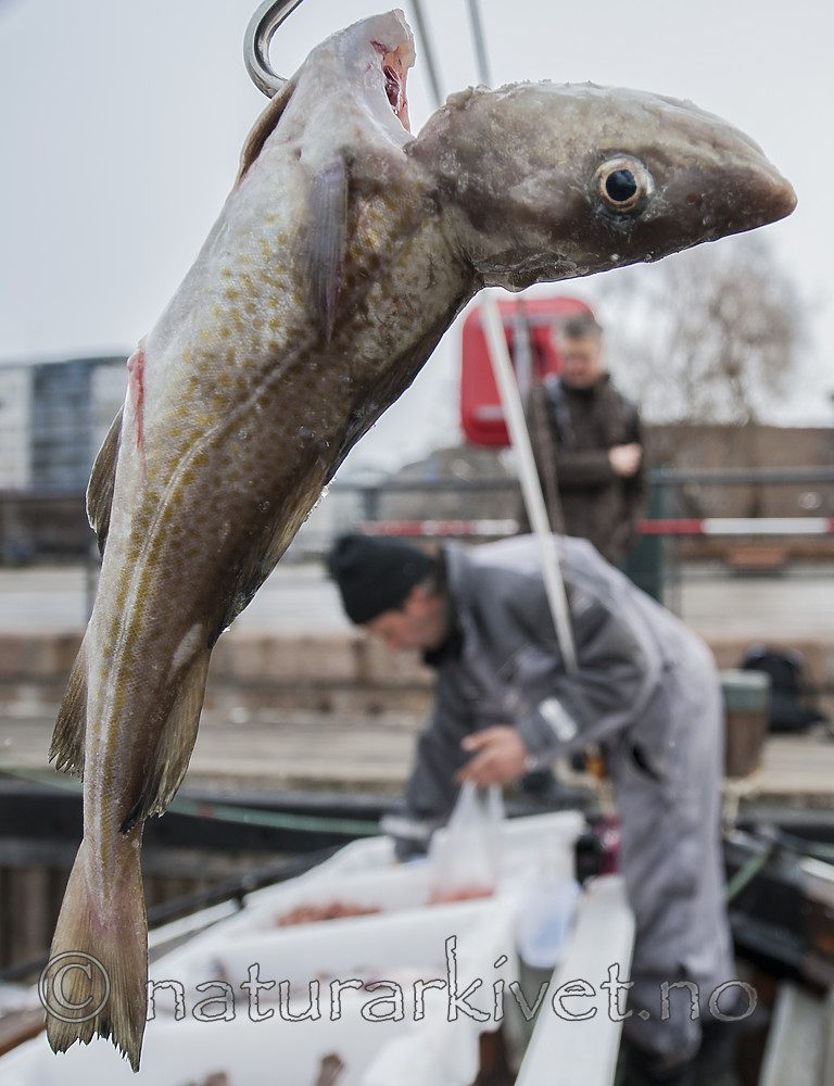 BB 13 0056 / Gadus morhua / Torsk