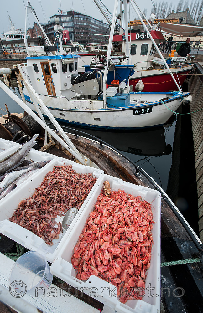 BB 13 0057 / Pandalus borealis / Dypvannsreke