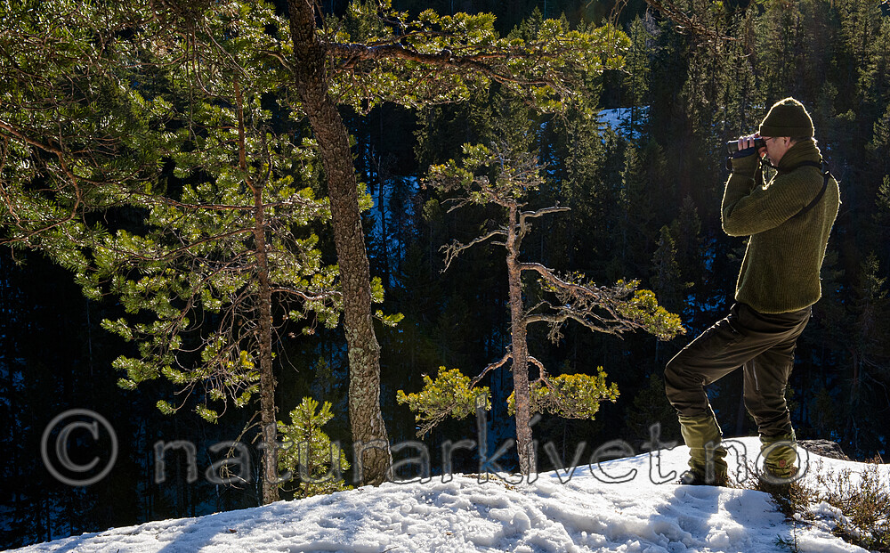 BB 13 0079 / Pinus sylvestris / Furu