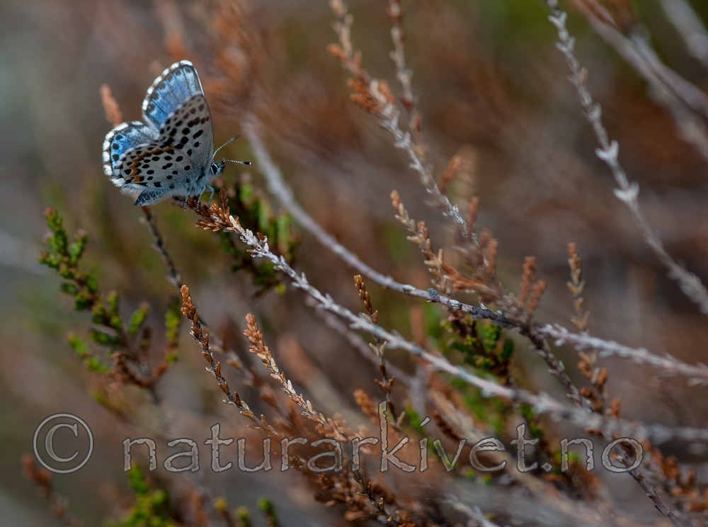 BB 13 0084 / Scolitantides orion / Klippeblåvinge