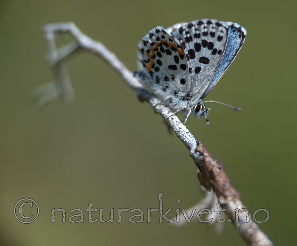 BB 13 0088 / Scolitantides orion / Klippeblåvinge