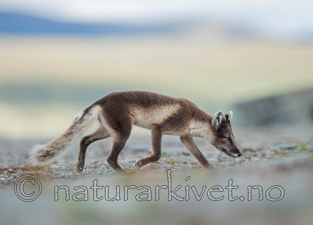 BB 13 0099 / Vulpes lagopus / Fjellrev