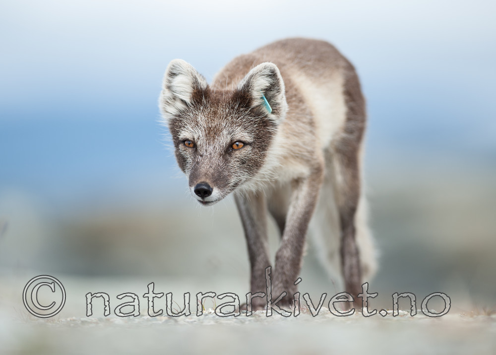 BB 13 0101 / Vulpes lagopus / Fjellrev