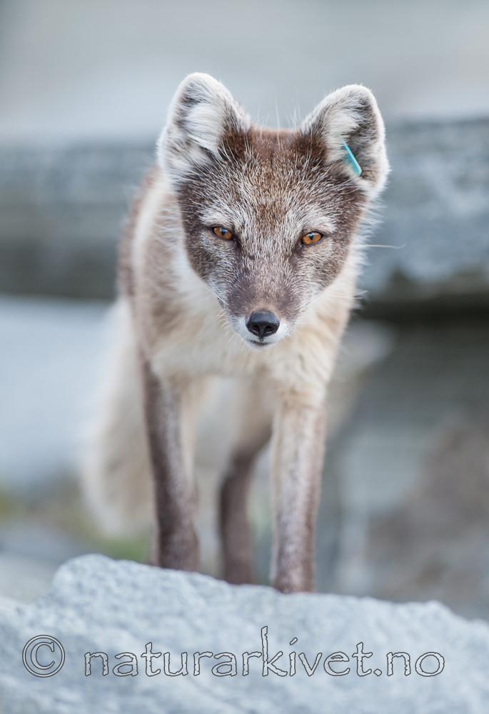 BB 13 0102 / Vulpes lagopus / Fjellrev