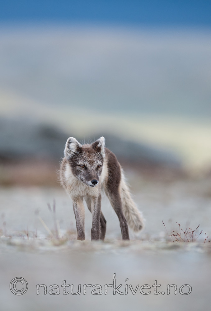 BB 13 0103 / Vulpes lagopus / Fjellrev