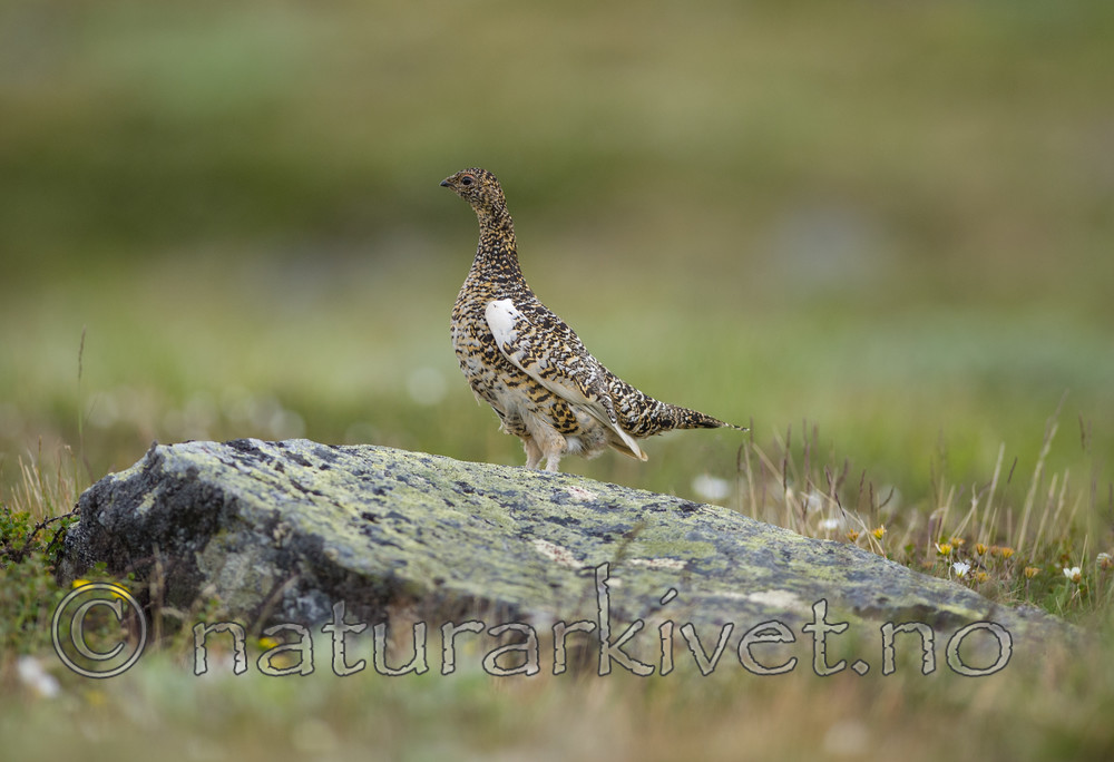 BB 13 0109 / Lagopus muta / Fjellrype