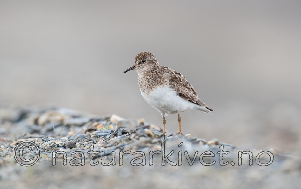 BB 13 0116 / Calidris temminckii / Temmincksnipe