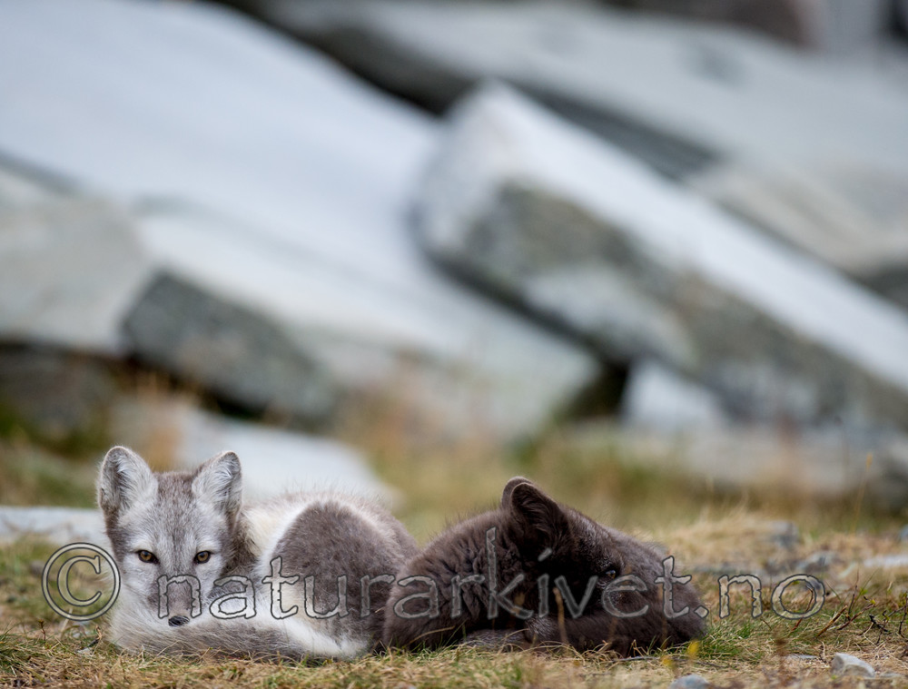 BB 13 0117 / Vulpes lagopus / Fjellrev