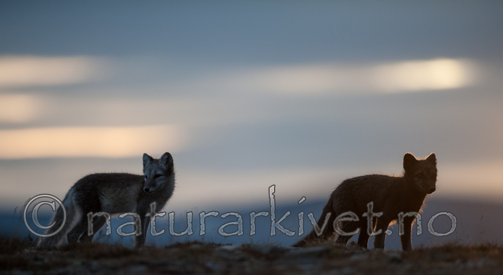 BB 13 0118 / Vulpes lagopus / Fjellrev