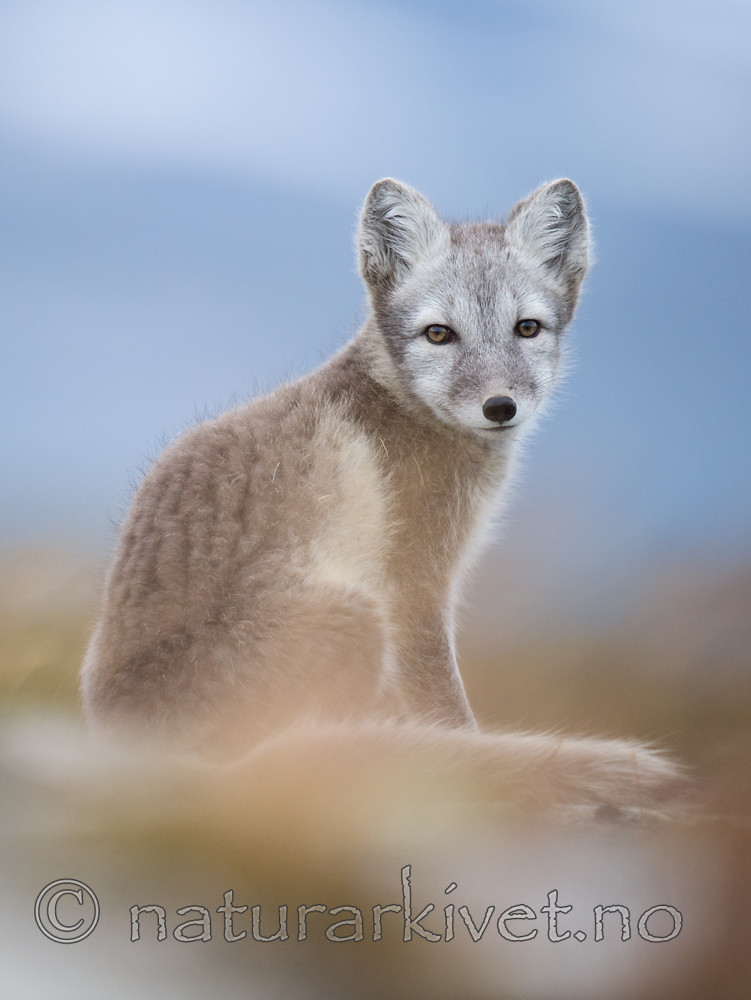 BB 13 0119 / Vulpes lagopus / Fjellrev