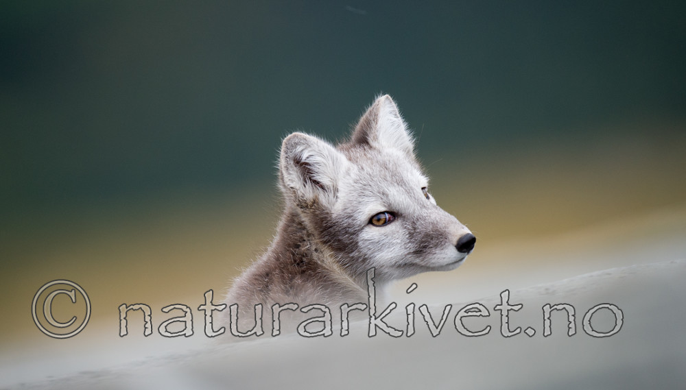 BB 13 0120 / Vulpes lagopus / Fjellrev