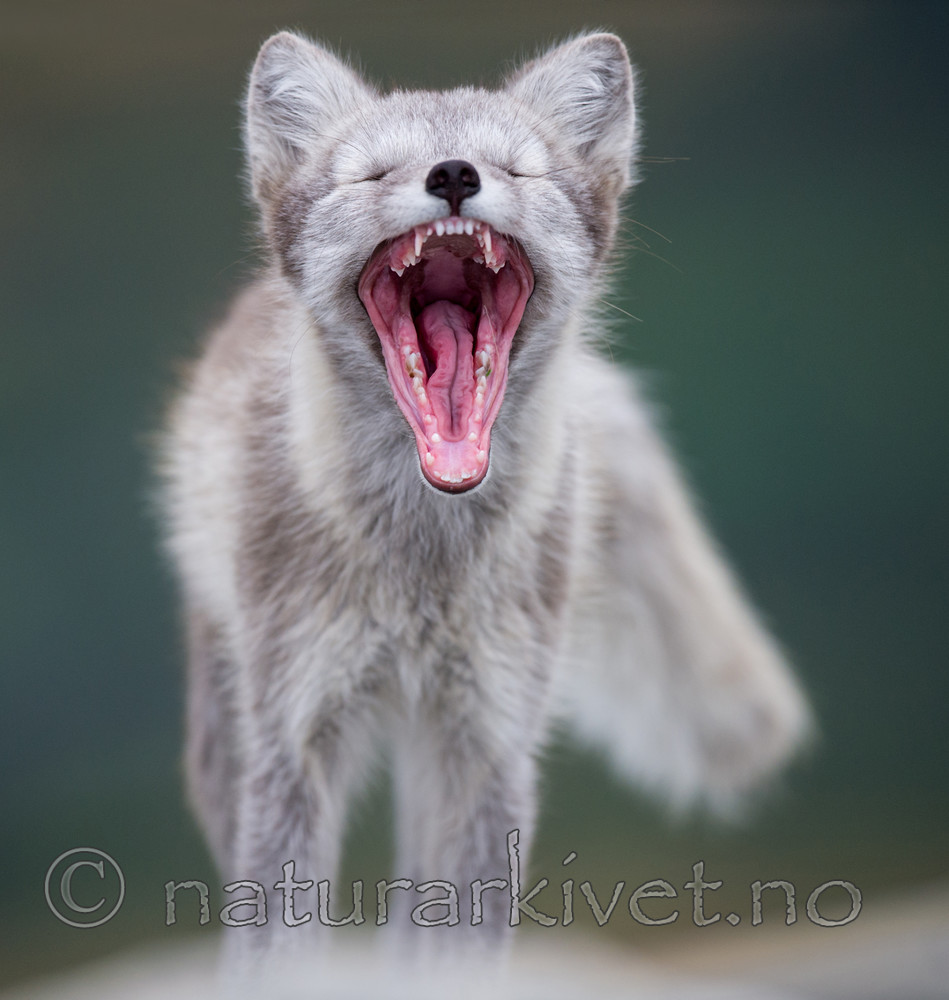 BB 13 0122 / Vulpes lagopus / Fjellrev