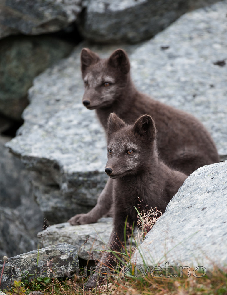 BB 13 0127 / Vulpes lagopus / Fjellrev