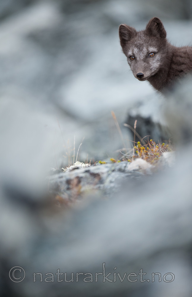 BB 13 0129 / Vulpes lagopus / Fjellrev