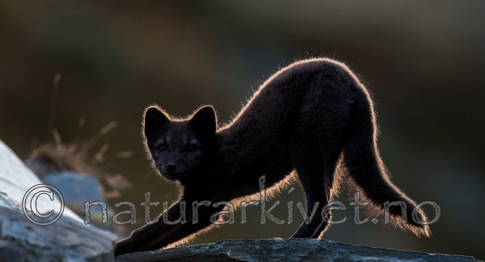 BB 13 0141 / Vulpes lagopus / Fjellrev