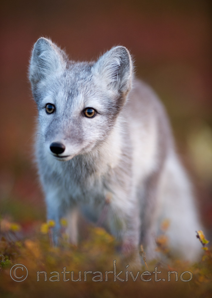 BB 13 0146 / Vulpes lagopus / Fjellrev