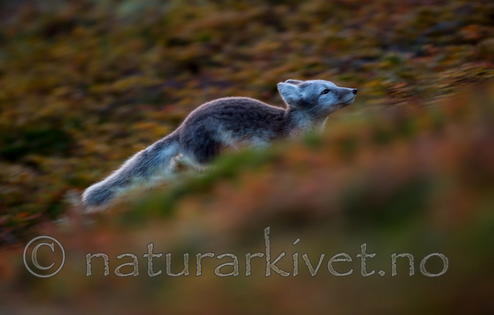 BB 13 0150 / Vulpes lagopus / Fjellrev