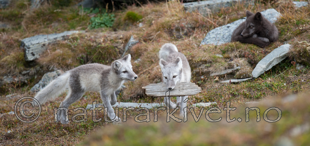 BB 13 0162 / Vulpes lagopus / Fjellrev