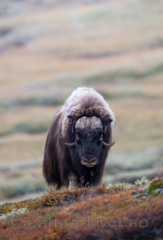 BB 13 0169 / Ovibos moschatus / Moskusfe