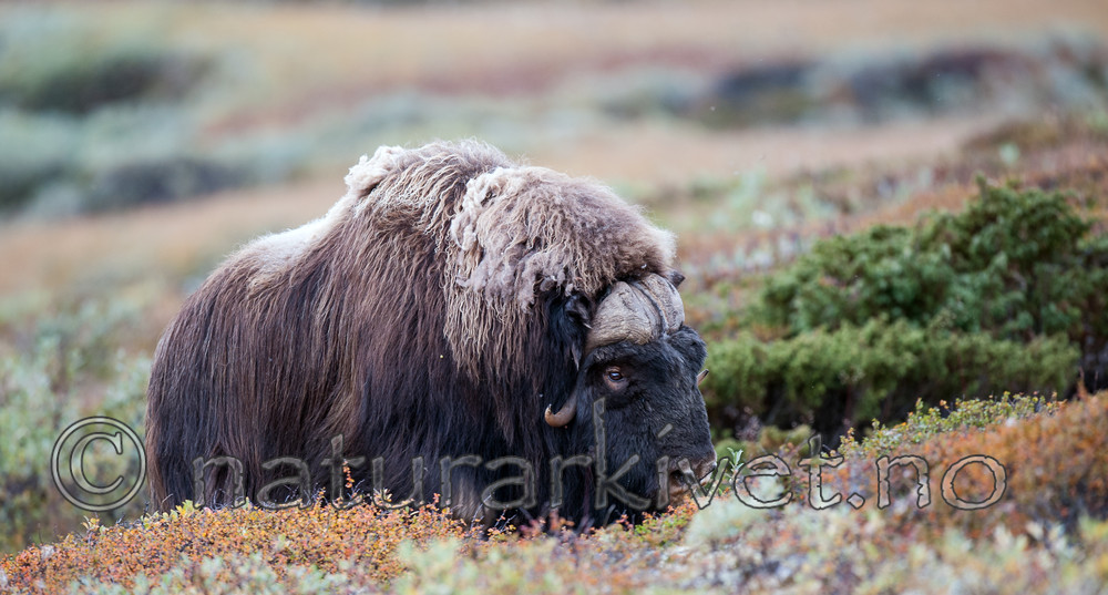 BB 13 0175 / Ovibos moschatus / Moskusfe