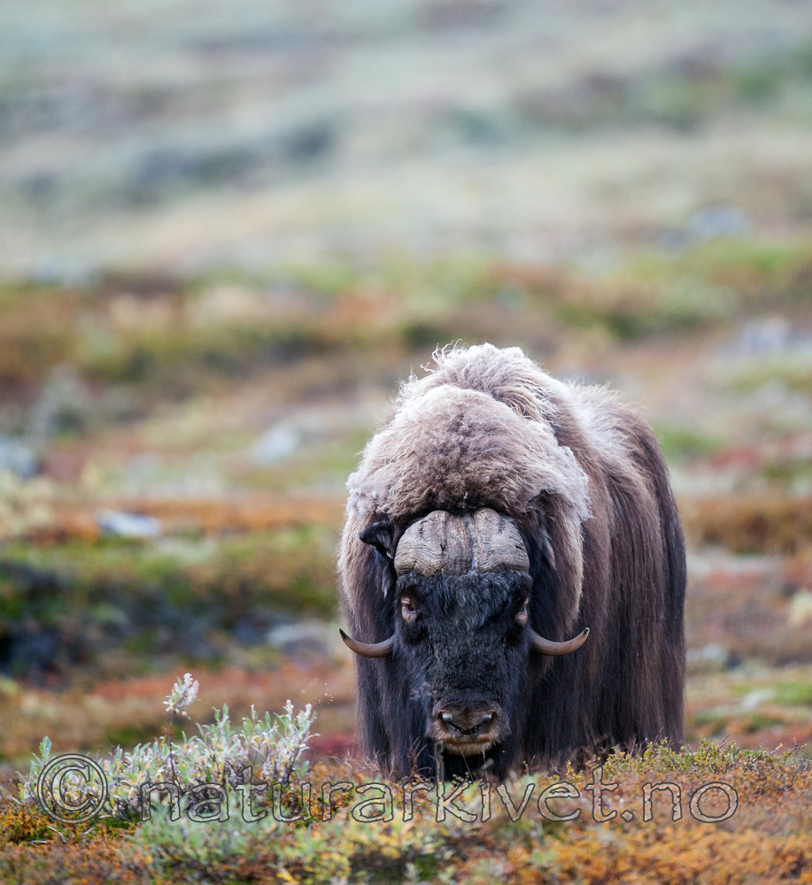 BB 13 0179 / Ovibos moschatus / Moskusfe