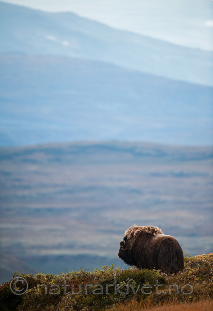 BB 13 0181 / Ovibos moschatus / Moskusfe