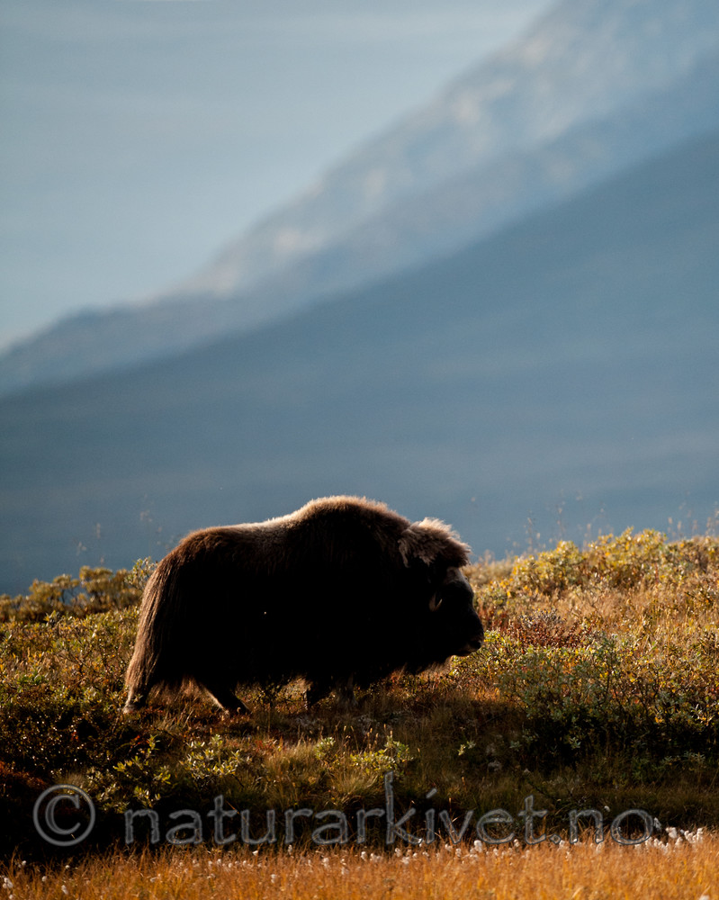 BB 13 0182 / Ovibos moschatus / Moskusfe