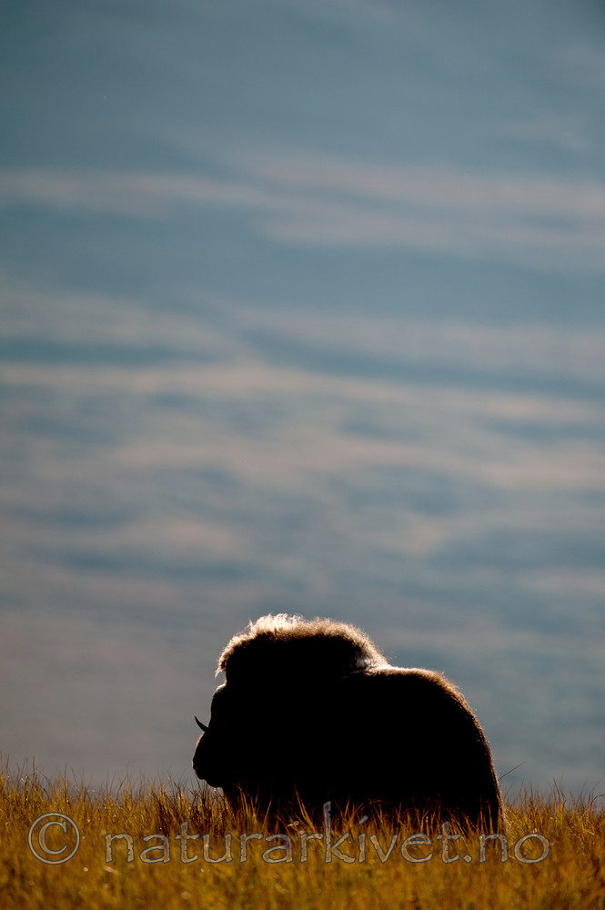 BB 13 0183 / Ovibos moschatus / Moskusfe