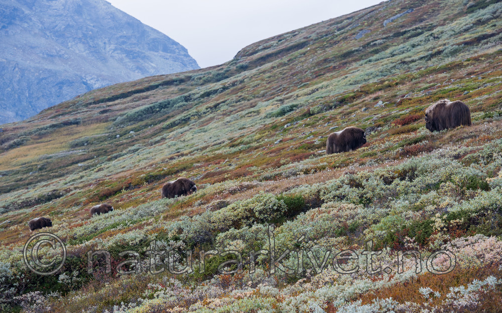 BB 13 0189 / Ovibos moschatus / Moskusfe