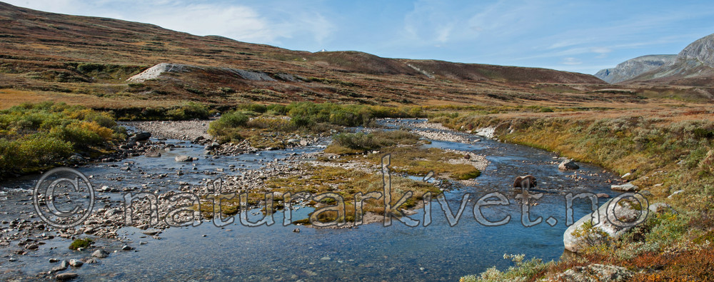 BB 13 0190 / Ovibos moschatus / Moskusfe