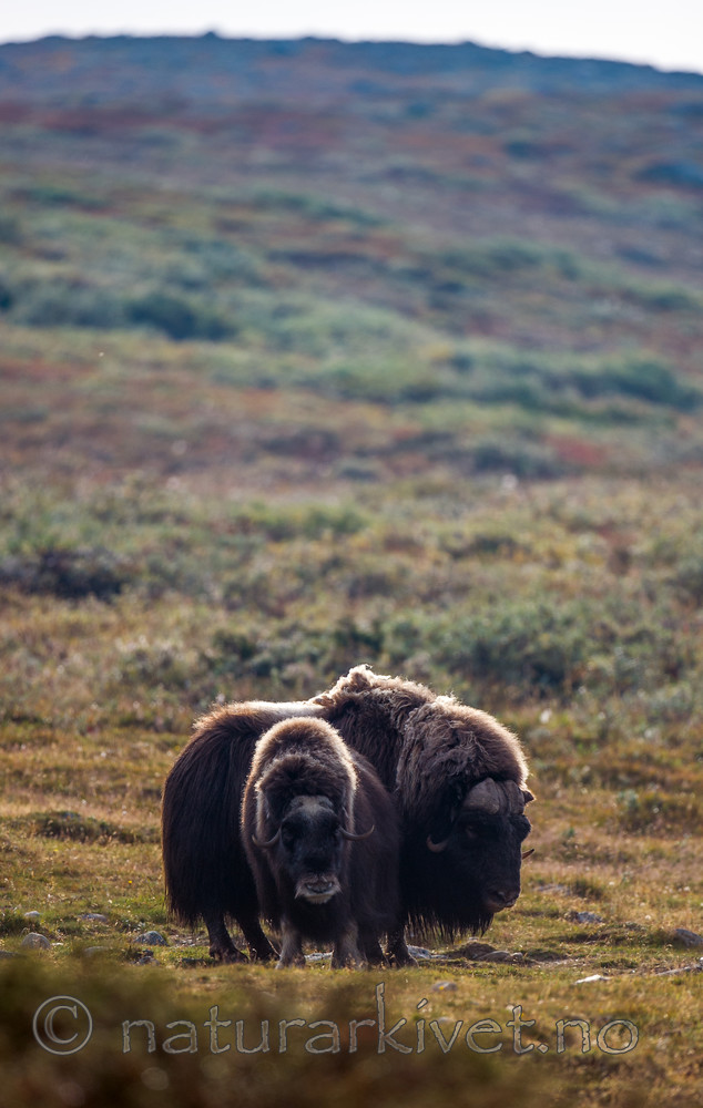 BB 13 0193 / Ovibos moschatus / Moskusfe