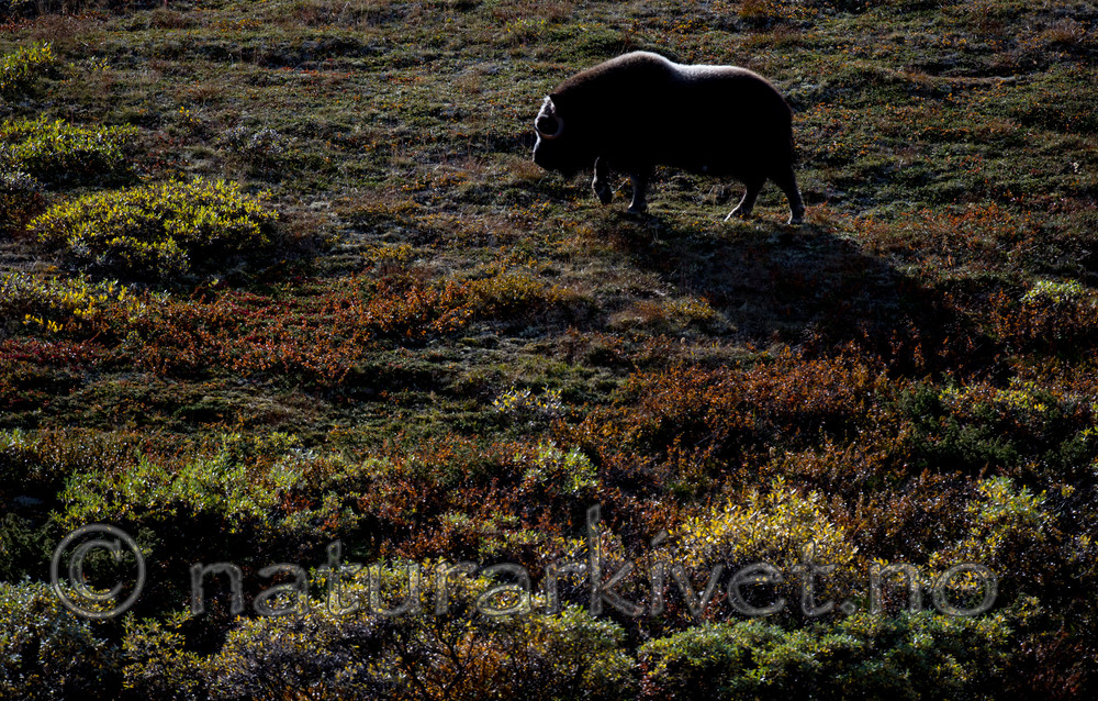 BB 13 0202 / Ovibos moschatus / Moskusfe
