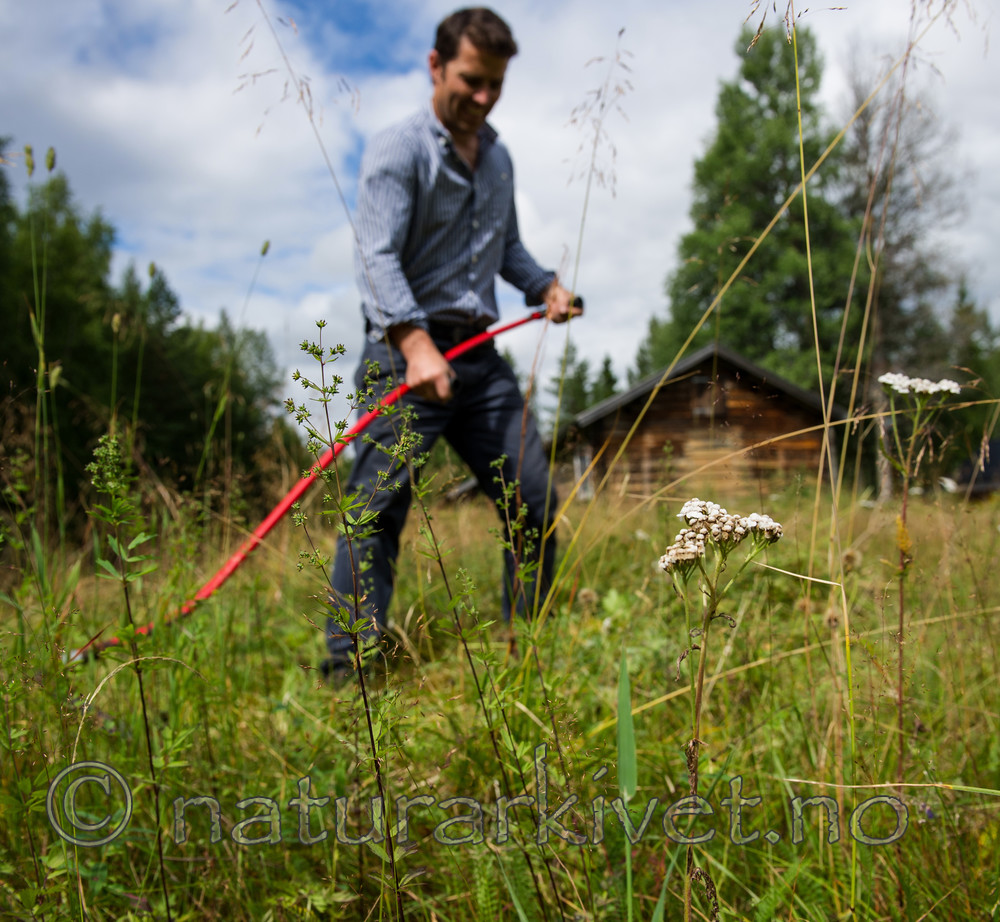 BB 13 0213 / Achillea millefolium / Ryllik <br /> Thalictrum simplex / Rankfrøstjerne <br /> Thalictrum simplex simplex / Smalfrøstjerne