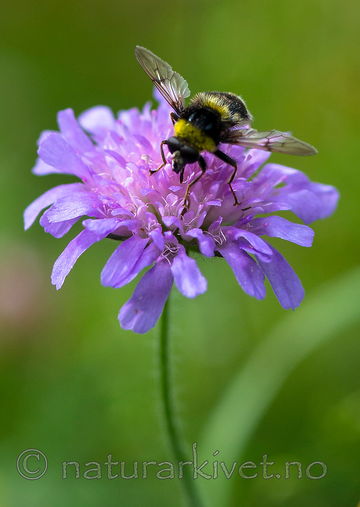 BB 13 0218 / Arctophila bombiformis / Gulstripet bjørneblomsterflue <br /> Knautia arvensis / Rødknapp