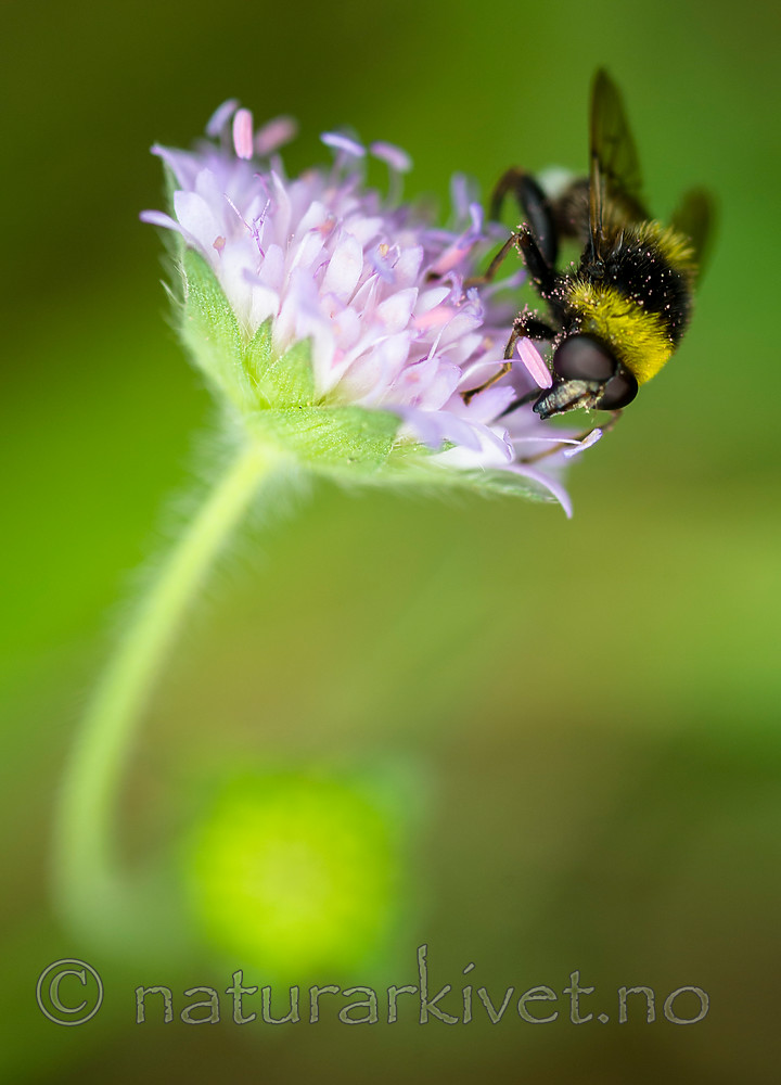 BB 13 0219 / Arctophila bombiformis / Gulstripet bjørneblomsterflue <br /> Knautia arvensis / Rødknapp