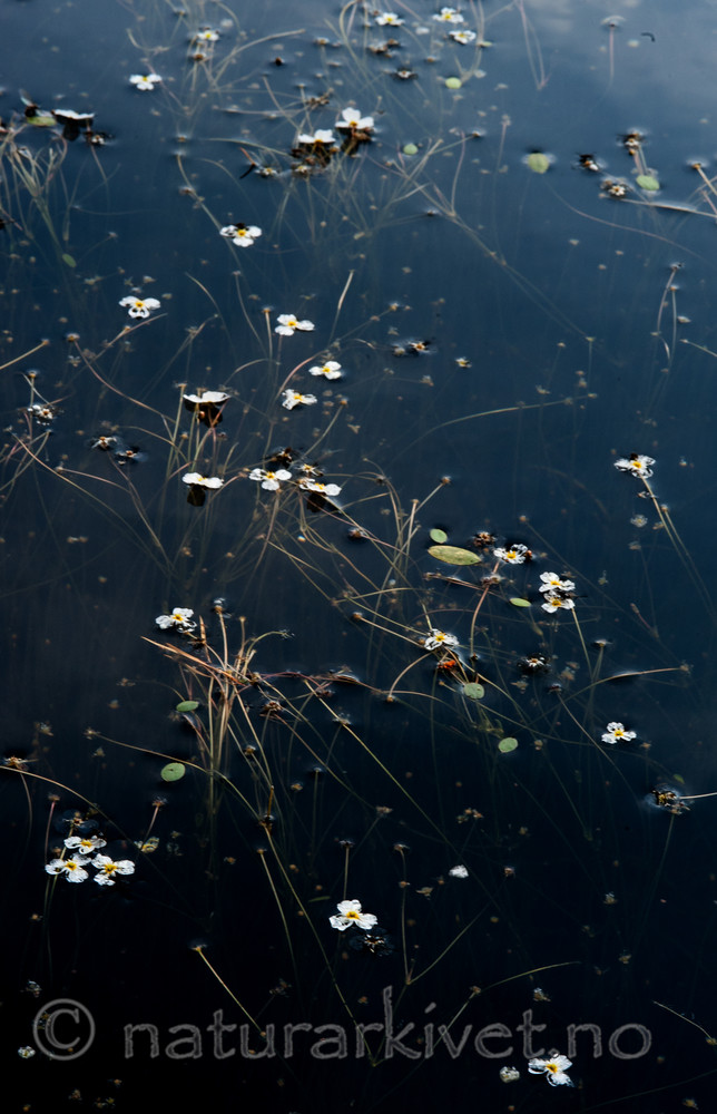 BB 13 0229 / Alisma plantago-aquatica / Vassgro <br /> Luronium natans / Flytegro