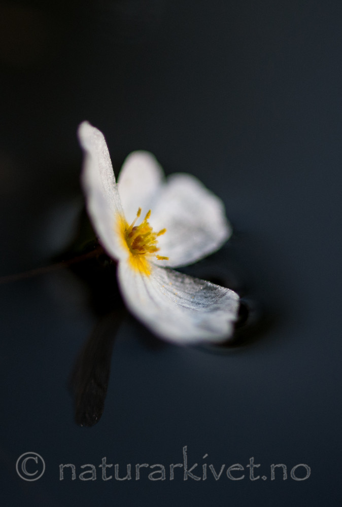 BB 13 0231 / Alisma plantago-aquatica / Vassgro <br /> Luronium natans / Flytegro