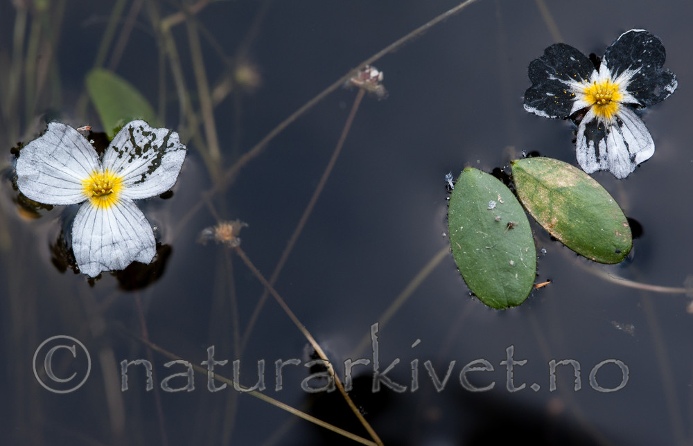 BB 13 0232 / Alisma plantago-aquatica / Vassgro <br /> Luronium natans / Flytegro