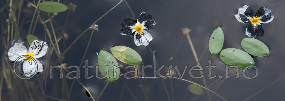 BB 13 0233 / Alisma plantago-aquatica / Vassgro <br /> Luronium natans / Flytegro