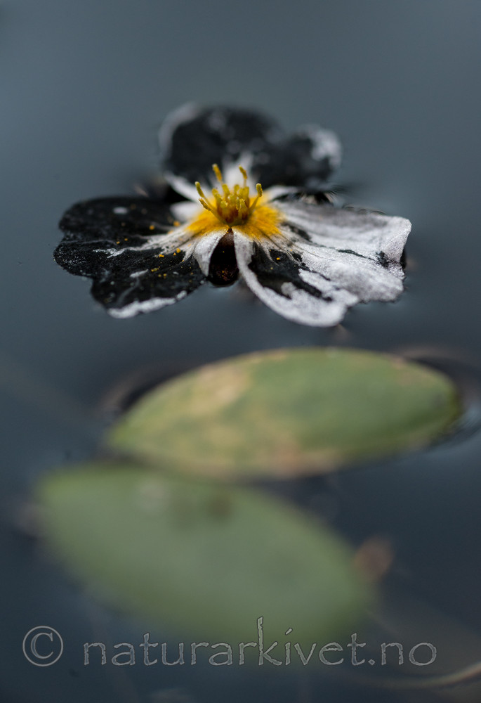 BB 13 0234 / Alisma plantago-aquatica / Vassgro <br /> Luronium natans / Flytegro