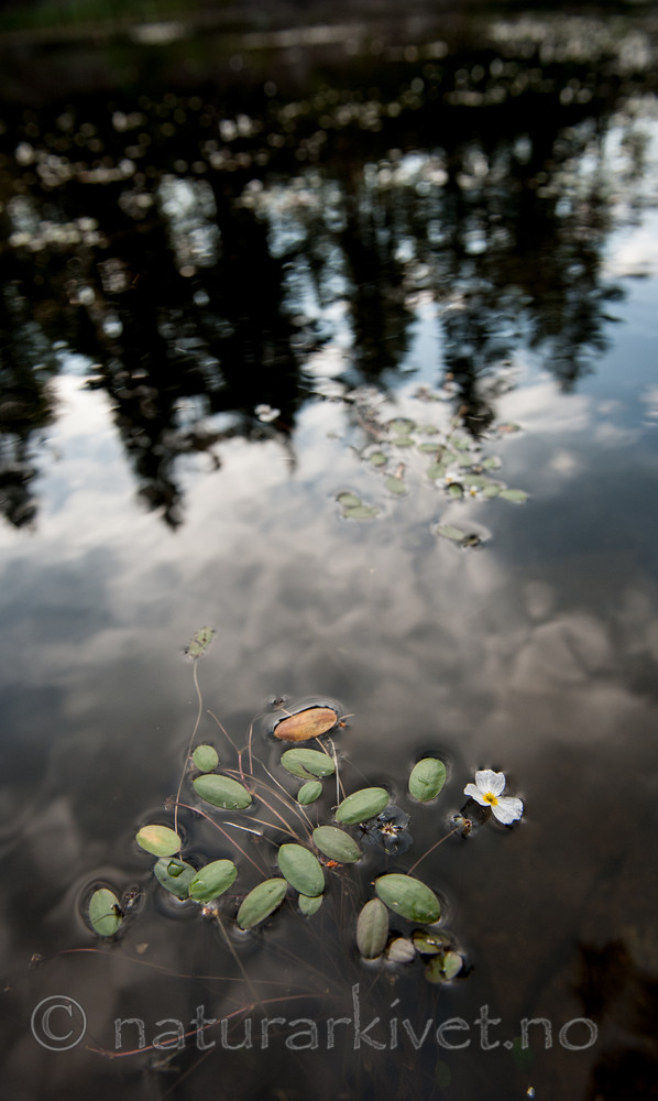 BB 13 0235 / Alisma plantago-aquatica / Vassgro <br /> Luronium natans / Flytegro