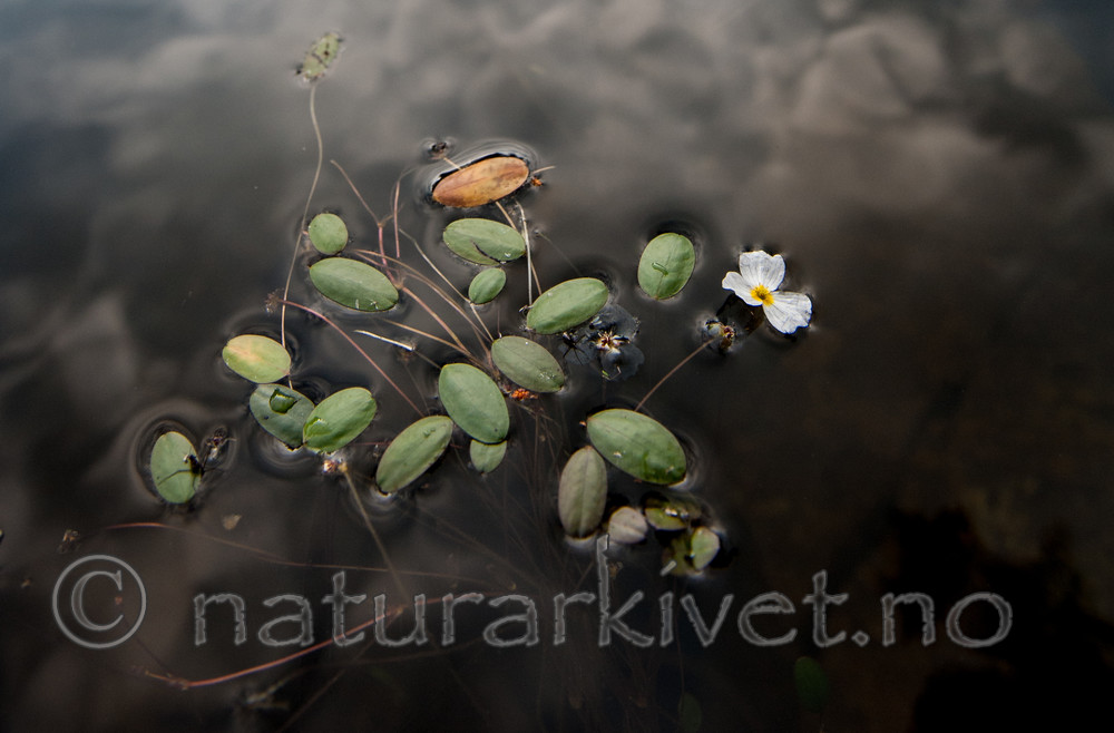 BB 13 0236 / Alisma plantago-aquatica / Vassgro <br /> Luronium natans / Flytegro