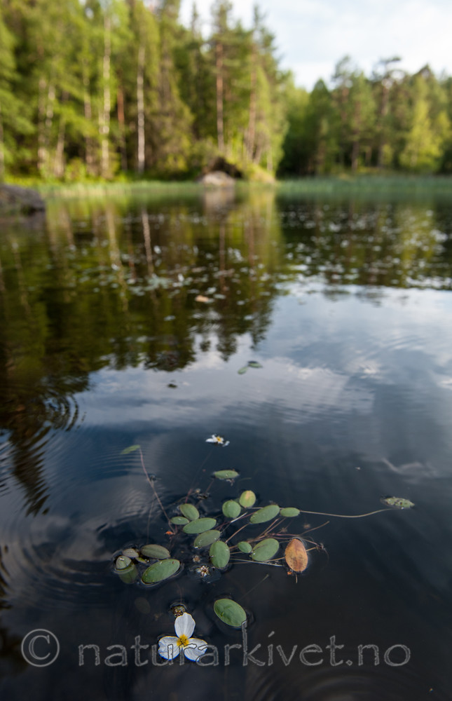 BB 13 0238 / Alisma plantago-aquatica / Vassgro <br /> Luronium natans / Flytegro