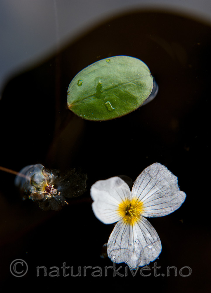 BB 13 0239 / Alisma plantago-aquatica / Vassgro <br /> Luronium natans / Flytegro