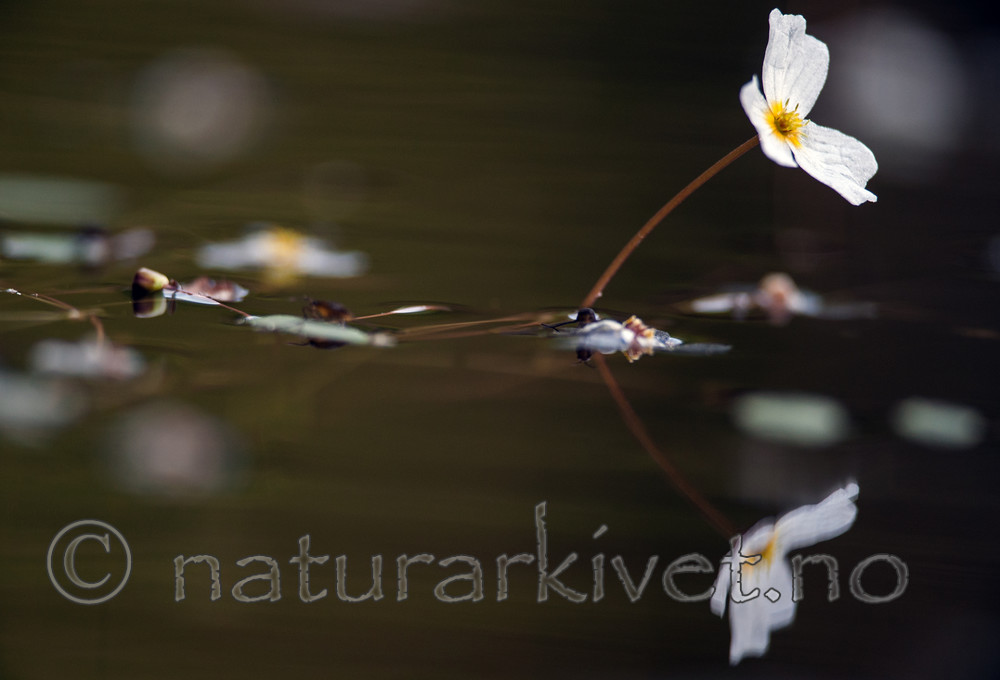 BB 13 0240 / Alisma plantago-aquatica / Vassgro <br /> Luronium natans / Flytegro