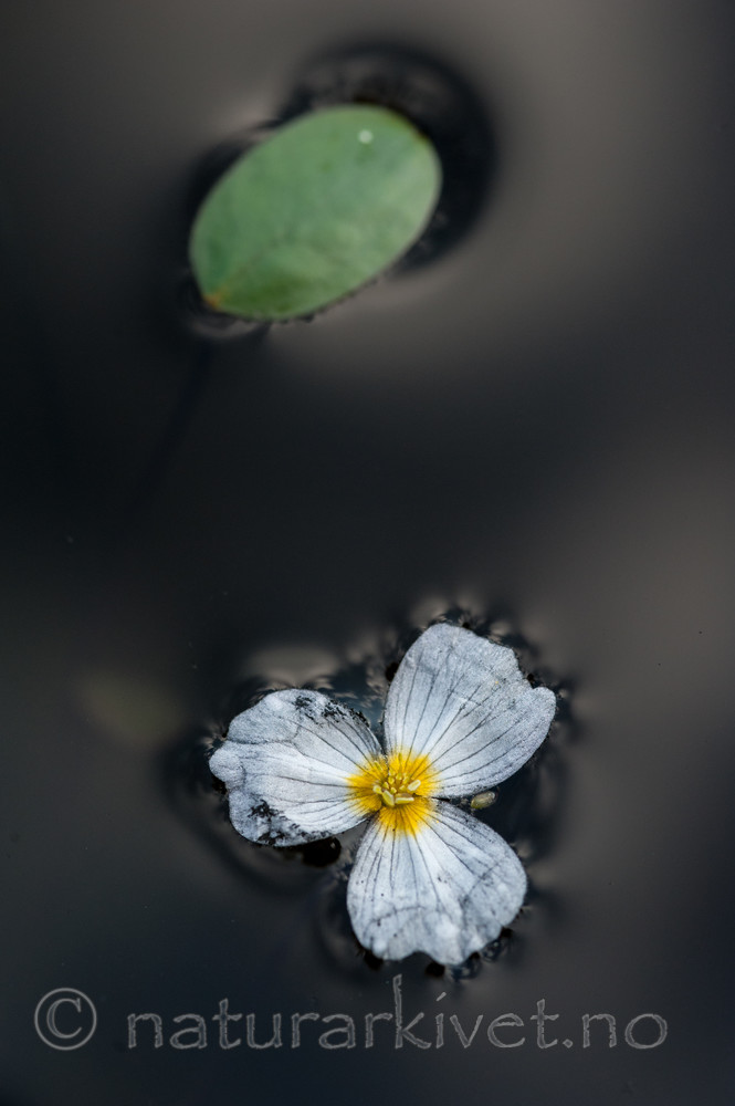 BB 13 0243 / Alisma plantago-aquatica / Vassgro <br /> Luronium natans / Flytegro