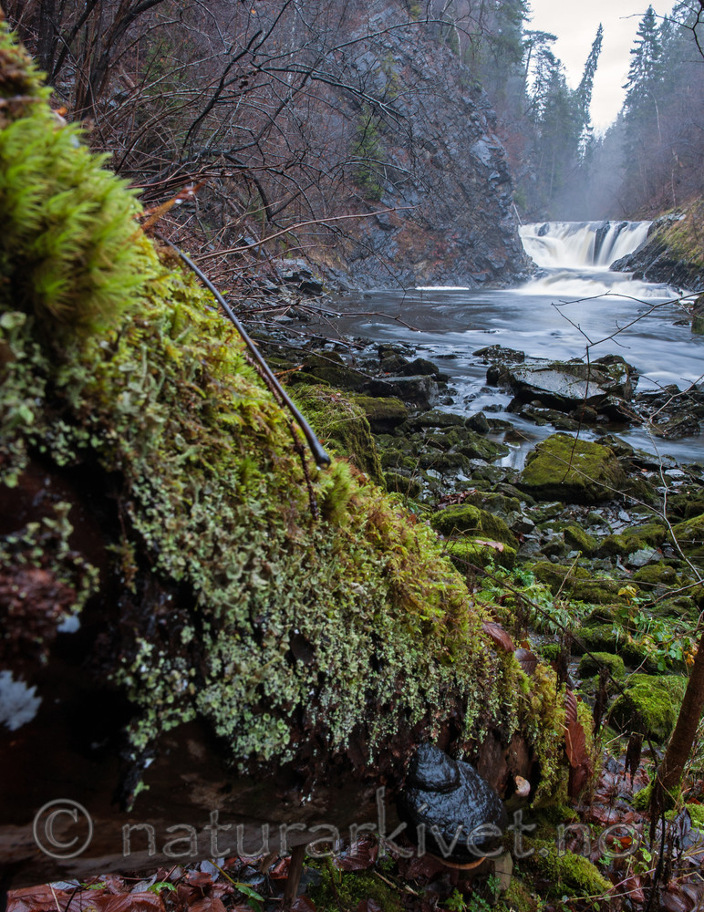 BB 13 0260 / Fomitopsis pinicola / Rødrandkjuke